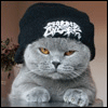 meDcat